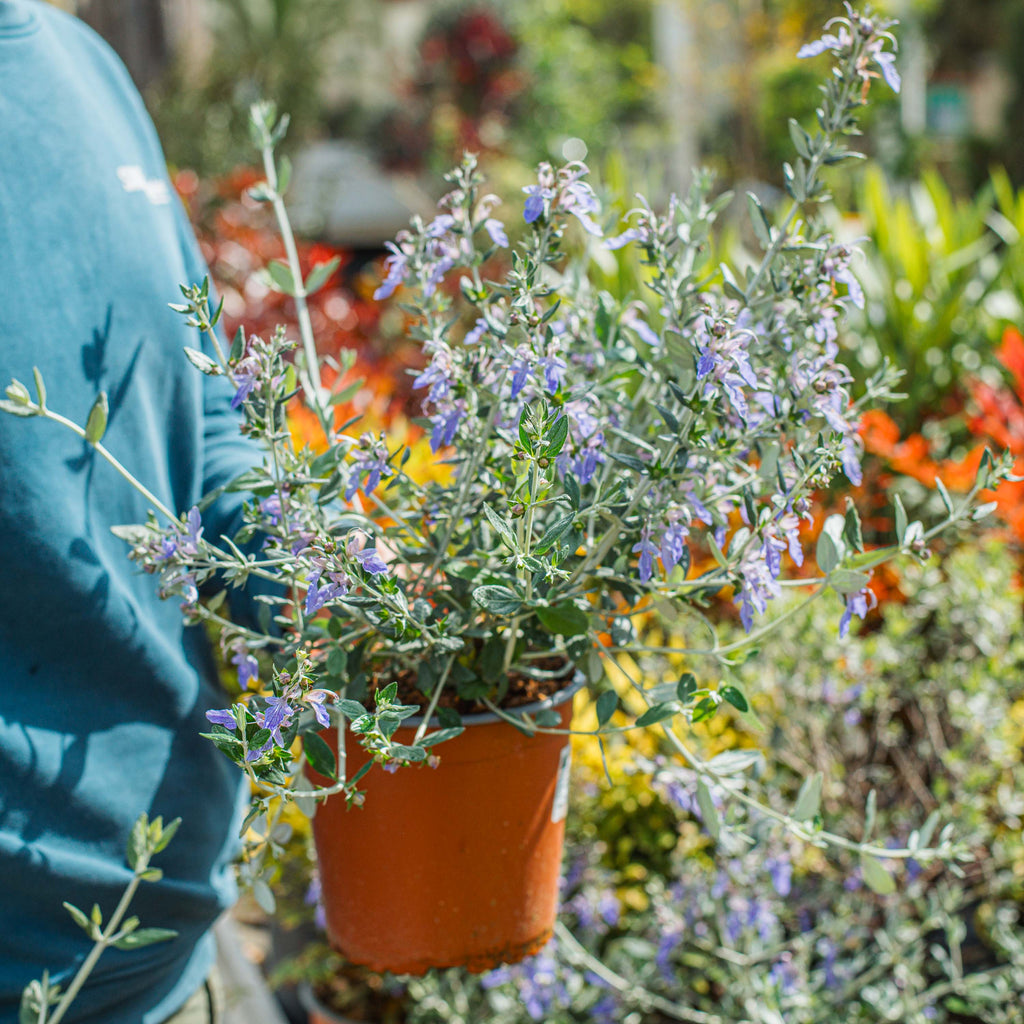 Azureuma Teucrium fruticans azureum (Teucrium azureum) – Simegarden