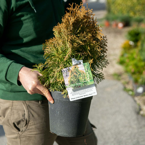 Simegarden Thuja occidentalis Golden Anne 18 cm
