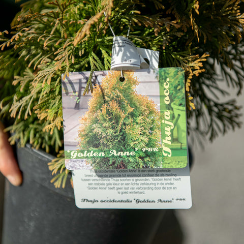 Simegarden Thuja occidentalis Golden Anne 18 cm