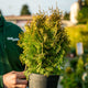 Simegarden Thuja occidentalis Golden Anne 18 cm