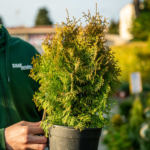 Simegarden Thuja occidentalis Golden Anne 18 cm