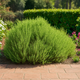 Simegarden Thymus capitatus