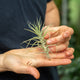 Simegarden Tillandsia aeranthos