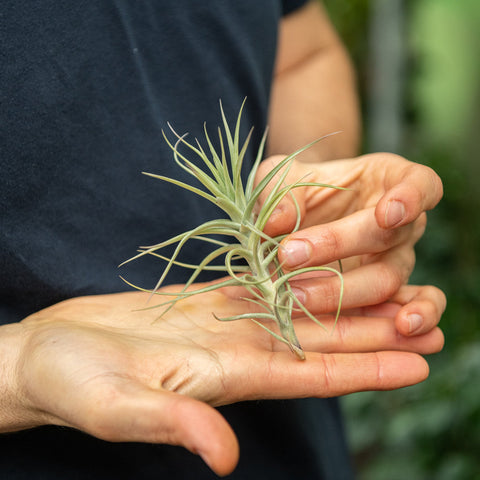 Simegarden Tillandsia aeranthos