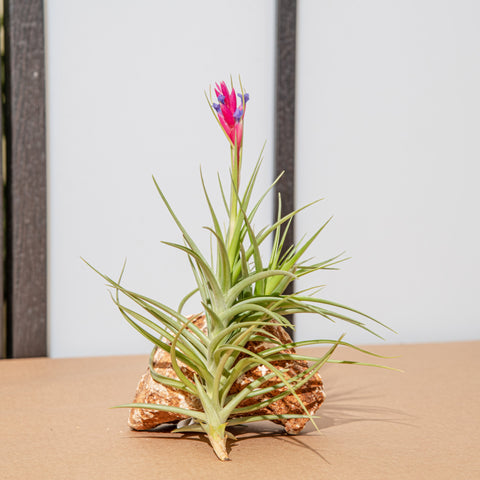 Simegarden Tillandsia aeranthos