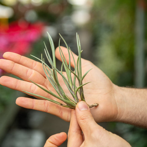 Simegarden Tillandsia albertiana SINGOLA