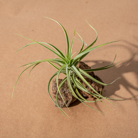 Simegarden Tillandsia bergeri