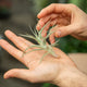 Simegarden Tillandsia bergeri Pianta singola