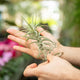 Simegarden Tillandsia bergeri Pianta XL