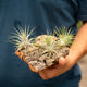 Simegarden Tillandsia composizioni