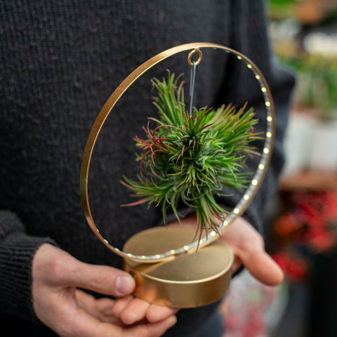 Simegarden Tillandsia composizioni