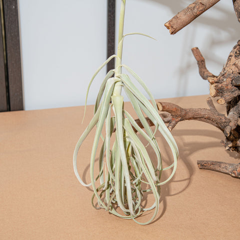 Simegarden Tillandsia duratii