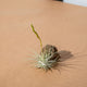 Simegarden Tillandsia fuchsii fuchsii M