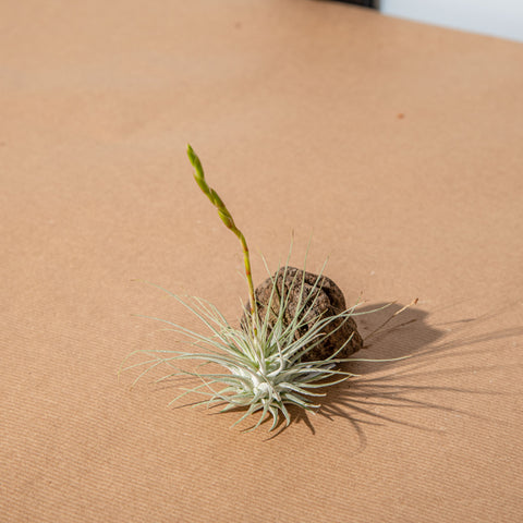 Simegarden Tillandsia fuchsii fuchsii M