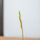 Simegarden Tillandsia fuchsii fuchsii M