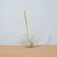Simegarden Tillandsia fuchsii fuchsii M