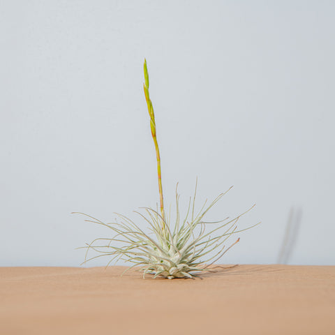 Simegarden Tillandsia fuchsii fuchsii M