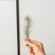 Simegarden Tillandsia funckiana