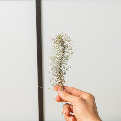 Simegarden Tillandsia funckiana
