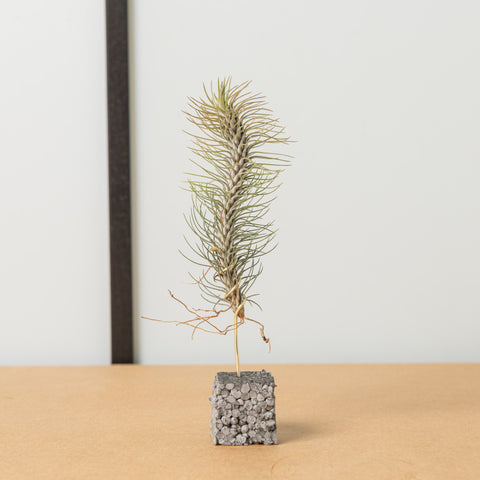 Simegarden Tillandsia funckiana