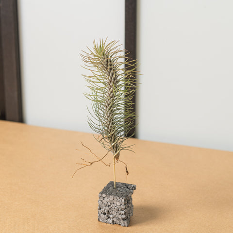 Simegarden Tillandsia funckiana