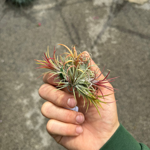 Simegarden Tillandsia ionantha fuego XXL