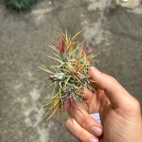 Simegarden Tillandsia ionantha fuego XXL