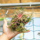 Simegarden Tillandsia ionantha in gruppo