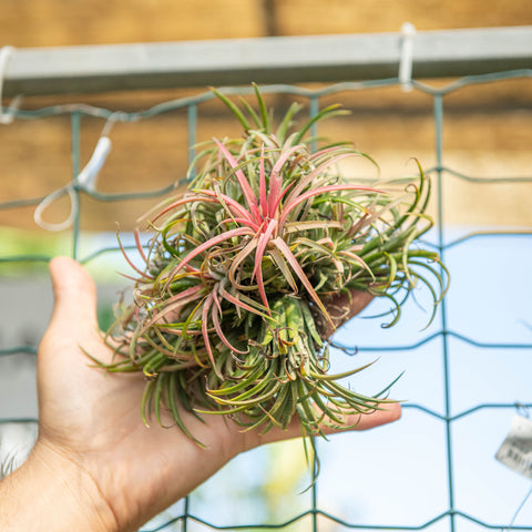 Simegarden Tillandsia ionantha in gruppo