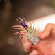 Simegarden Tillandsia ionantha rossa