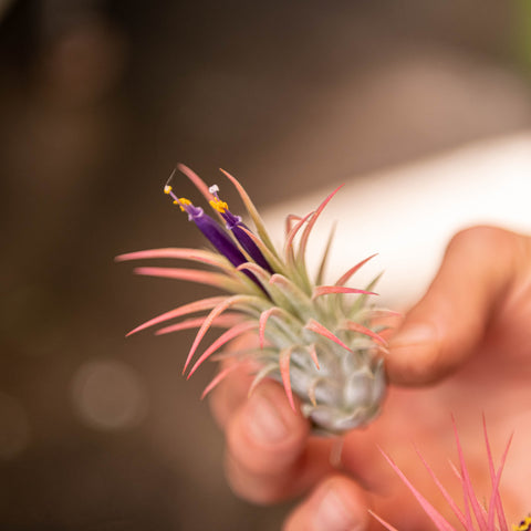 Simegarden Tillandsia ionantha rossa