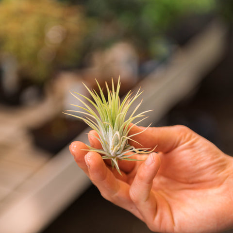 Simegarden Tillandsia ionantha rossa