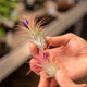 Simegarden Tillandsia ionantha rossa