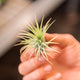 Simegarden Tillandsia ionantha rossa