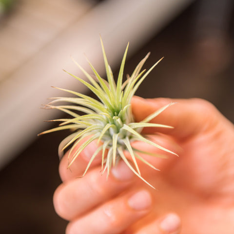 Simegarden Tillandsia ionantha rossa