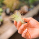 Simegarden Tillandsia ionantha rossa