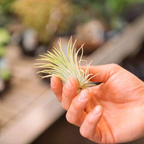Simegarden Tillandsia ionantha rossa