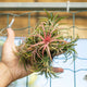 Simegarden Tillandsia ionantha rossa Gruppo XXL / Rosso
