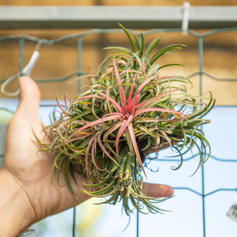 Simegarden Tillandsia ionantha rossa Gruppo XXL / Rosso