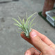 Simegarden Tillandsia ionantha rossa Rosso / Piccola