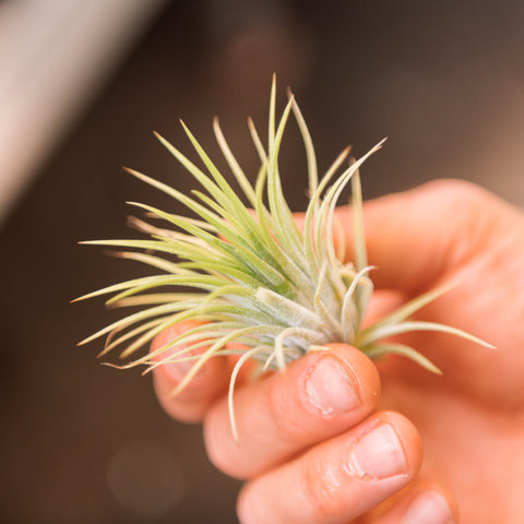 Simegarden Tillandsia ionantha rossa Verde