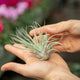 Simegarden Tillandsia oaxacana