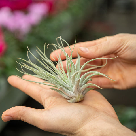 Simegarden Tillandsia oaxacana