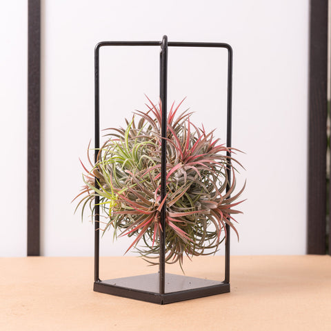 Simegarden Tillandsia pianta