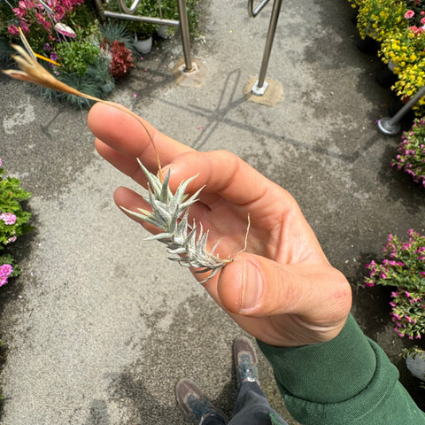 Simegarden Tillandsia rectangula