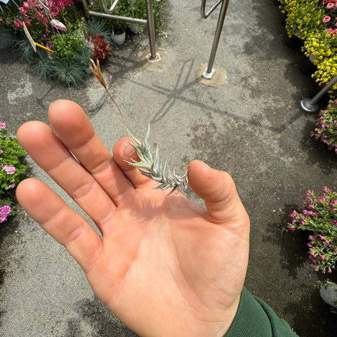 Simegarden Tillandsia rectangula