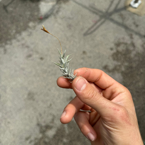 Simegarden Tillandsia rectangula