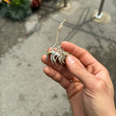 Simegarden Tillandsia rectangula