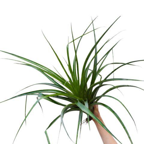 Simegarden Tillandsia secunda