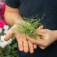 Simegarden Tillandsia stricta M